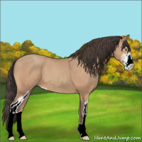 Horse Color:Amber Champagne Sabino 