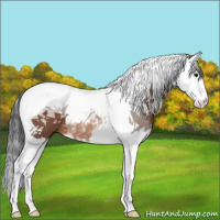 Horse Color:Bay Sabino Splash Tobiano