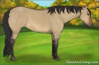 Horse Color:Bay Dun