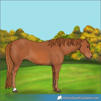 Horse Color:Chestnut 