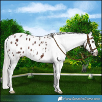 Horse Color:Chocolate Silver Brown Appaloosa