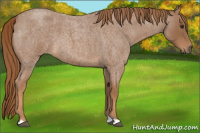 Horse Color:Red Roan 