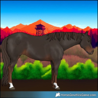 Horse Color:Liver Chestnut