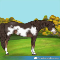 Horse Color:Liver Chestnut Frame 