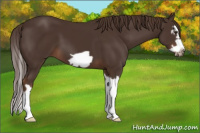 Horse Color:Liver Chestnut Splash Frame