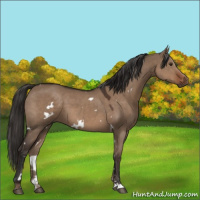Horse Color:White Spotted Liver Red Dun Sabino 