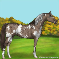 Horse Color:White Spotted Liver Red Dun Brindle 