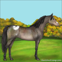 Horse Color:Brown Dun Appaloosa 