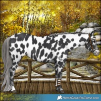 Horse Color:Black Appaloosa