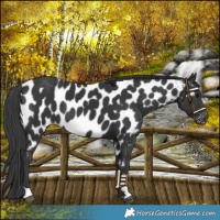 Horse Color:Black Appaloosa 