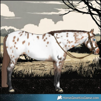 Horse Color:Bay Dun Frame Appaloosa 