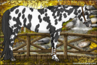 Horse Color:Black Near Leopard 