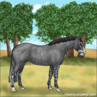 Horse Color:Blue Roan Sabino Splash and Blue Roan Sabino Splash