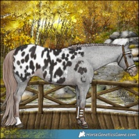 Horse Color:Liver Chestnut Appaloosa
