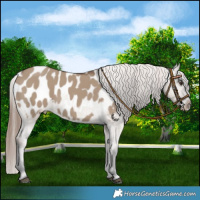 Horse Color:Liver Red Dun Appaloosa 