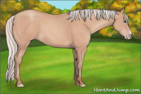 Horse Color:Silver Amber Champagne Frame 