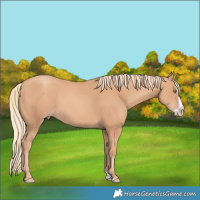 Horse Color:Gold Champagne Splash
