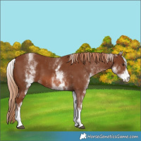 Horse Color:White Spotted Chestnut Sabino 