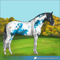 Horse Color:White Spotted Black Tobiano 