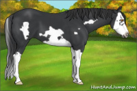Horse Color:Black Splash Frame 