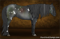 Horse Color:White Spotted Black