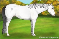 Horse Color:White Spotted Buckskin Roan Dun