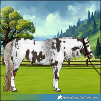 Horse Color:Liver Chestnut Sabino and Gray Liver Chestnut Tobiano