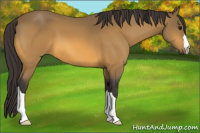 Horse Color:Buckskin 