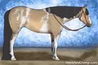 Horse Color:White Spotted Buckskin Dun 