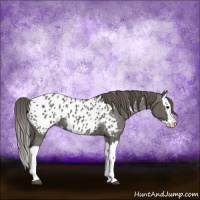 Horse Color:Grullo Splash Appaloosa 