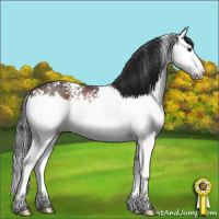 Horse Color:White Spotted Brown Splash 