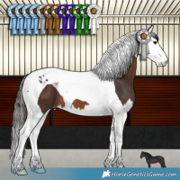 Horse Color:Brown Splash Tobiano 