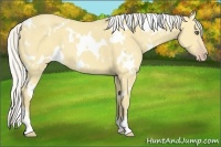 Horse Color:White Spotted Silver Classic Cream Champagne Dun 