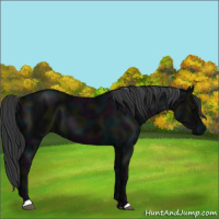 Horse Color:Midnight Black