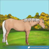 Horse Color:Silver Classic Champagne 