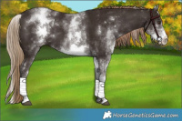 Horse Color:White Spotted Liver Chestnut Tobiano 