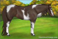 Horse Color:White Spotted Liver Chestnut Tobiano 
