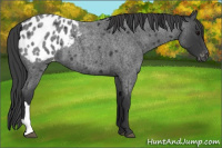 Horse Color:Blue Roan Appaloosa