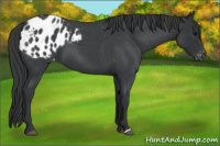 Horse Color:Blue Roan Appaloosa 