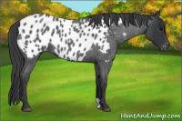 Horse Color:Blue Roan Appaloosa 