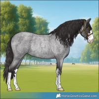 Horse Color:Smoky Blue Roan Rabicano 