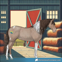 Horse Color:Classic Champagne Roan Tobiano Rabicano 