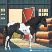 Horse Color:Black Tobiano Rabicano 