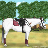 Horse Color:Bay Splash Tobiano Appaloosa
