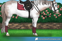 Horse Color:Bay Sabino Splash Frame Appaloosa 