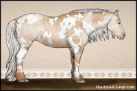 Horse Color:White Spotted Silver Buckskin Pearl Appaloosa Rabicano
