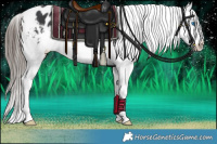 Horse Color:Black Splash Appaloosa 