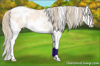 Horse Color:White Spotted Perlino Splash Snowcap Rabicano 