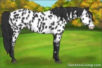 Horse Color:Black Splash Appaloosa Rabicano 
