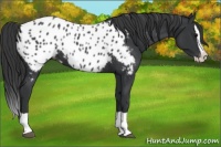 Horse Color:Black Splash Appaloosa 